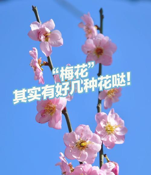 梅花的花语是什么？梅花代表了什么意义？