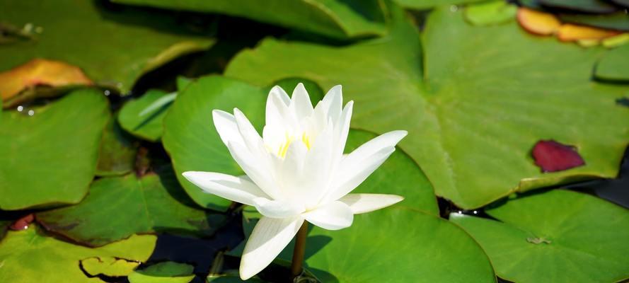 如何形容莲花的花语？莲花的花语有何特点？