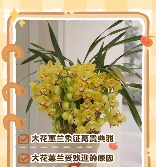 哪些花语代表了典雅？典雅的花语有哪些？