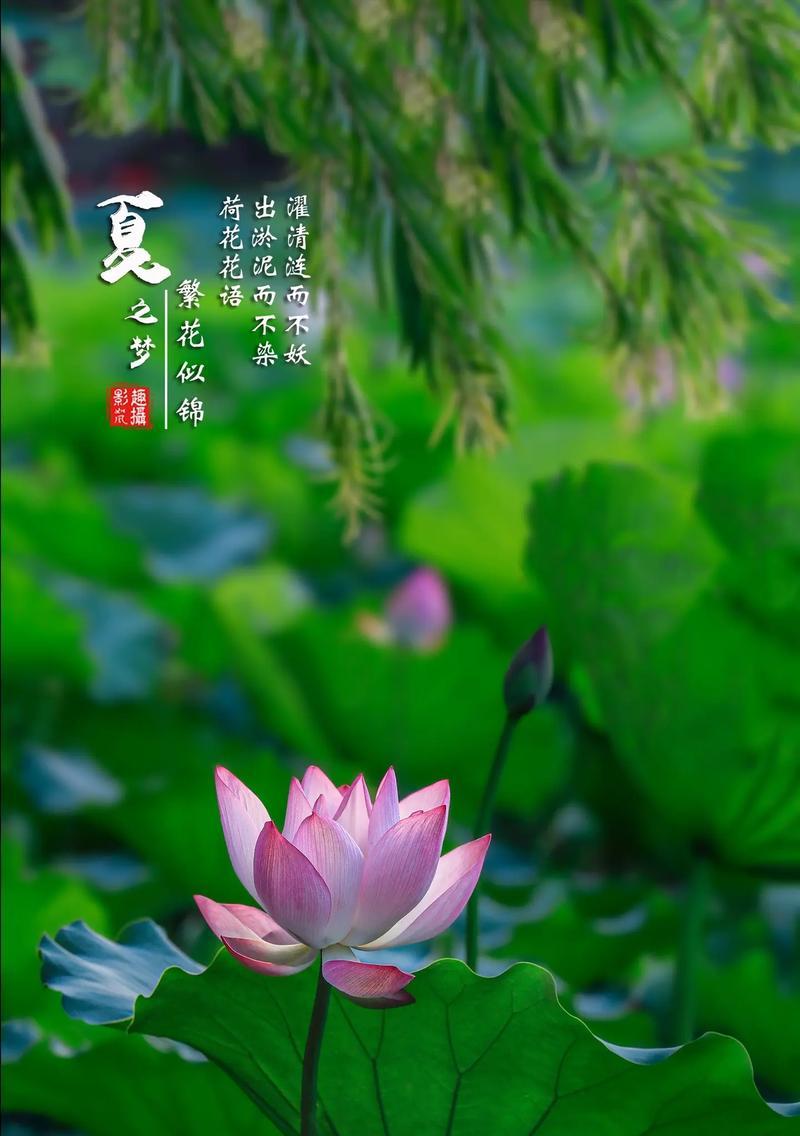 花语28是什么意思？花语28的寓意好吗？
