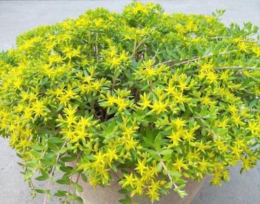 垂盆草的花语是什么？垂盆草代表了什么意义？