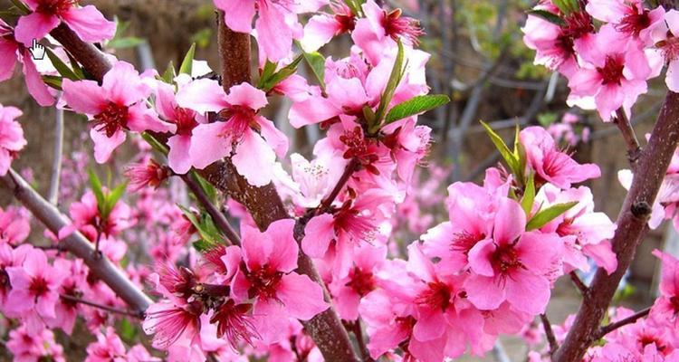 彩虹铁树的花语代表什么含义？