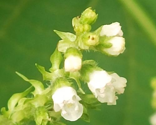 紫苏花语和寓意是什么？