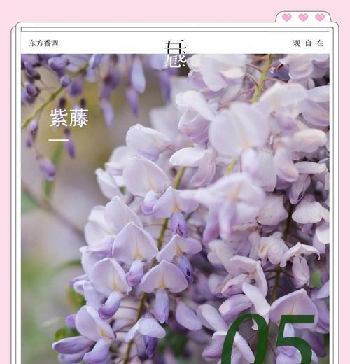 紫藤花花语诗句的含义是什么？