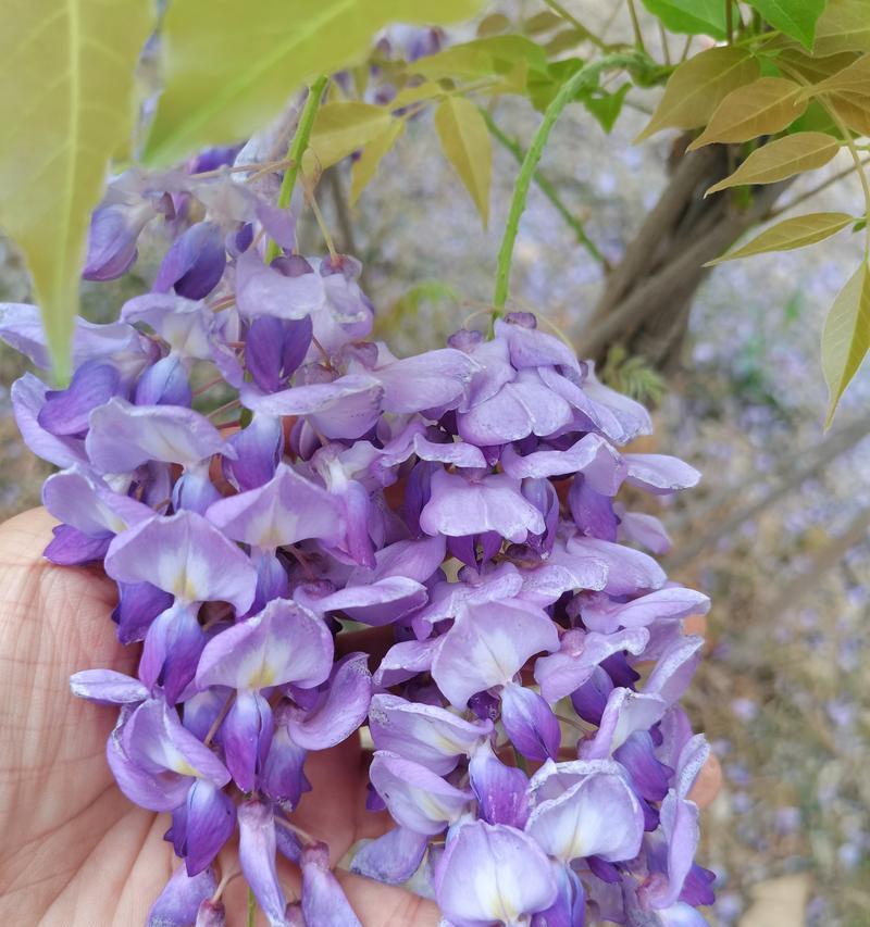 紫藤花花语诗句的含义是什么？