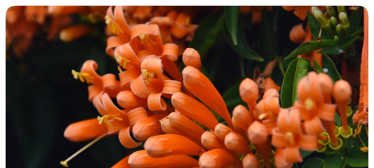 攀援炮仗花花语代表什么？