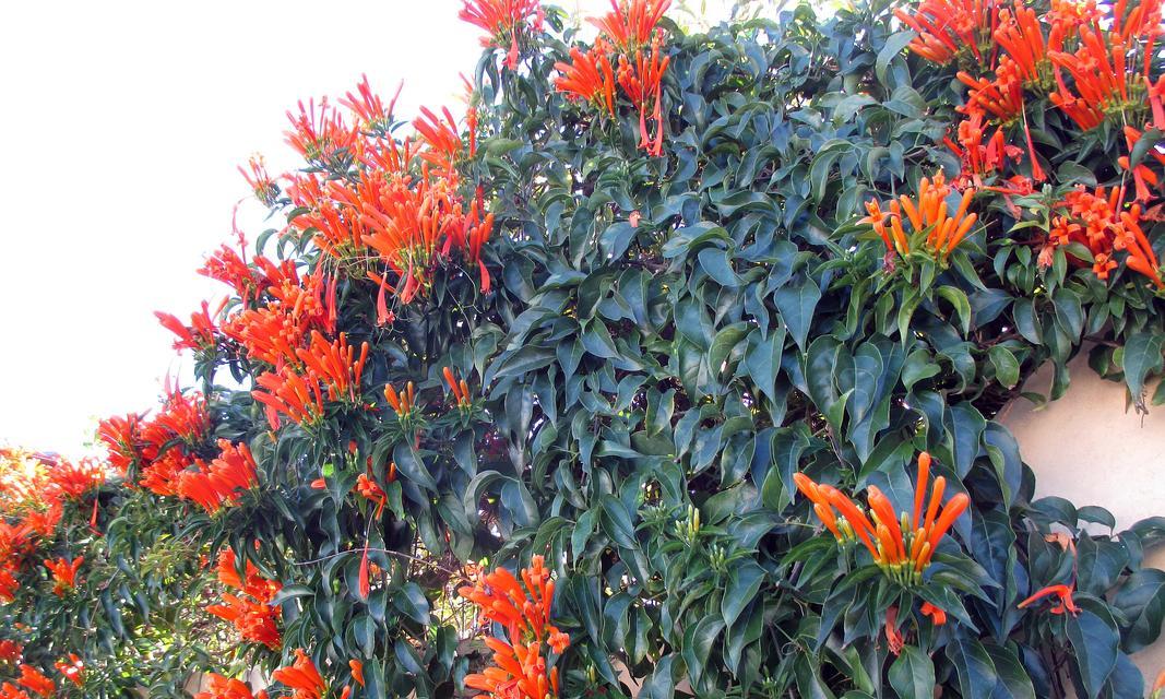 攀援炮仗花花语代表什么？