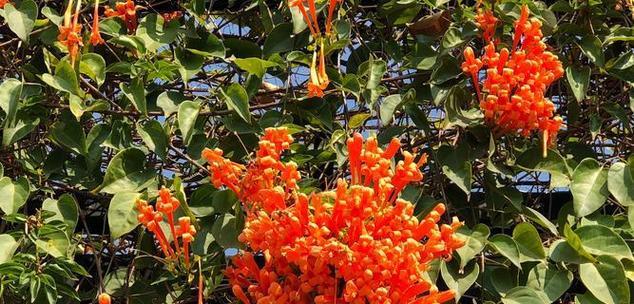 攀援炮仗花花语代表什么？