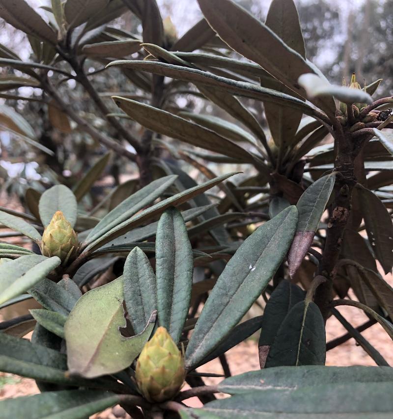 马缨杜鹃的花语有何寓意？