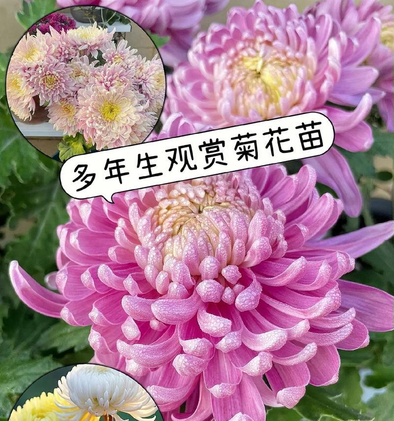 菊花的花语有哪些含义？