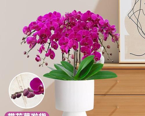 适合分别的花语是什么？