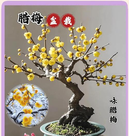 赞美腊梅的花语有何含义？