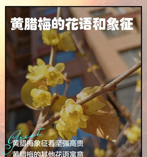 赞美腊梅的花语有何含义？