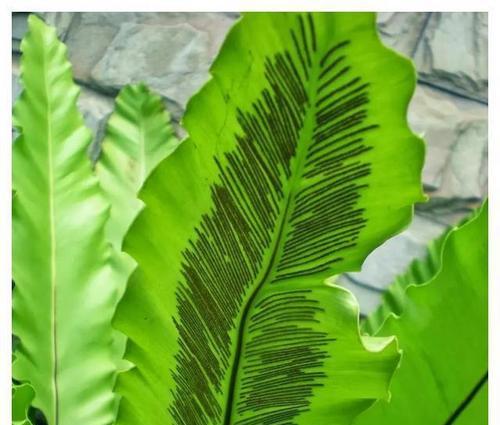 蕨类花语代表什么？