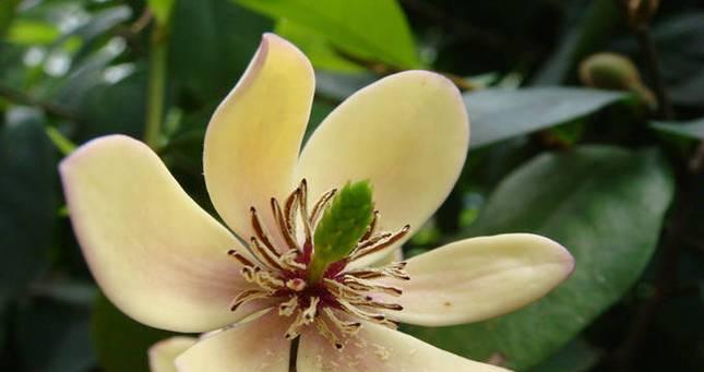 含笑花花语纹身代表什么？