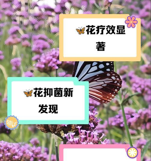 蝴蝶花的花语是什么？如何表达爱意？