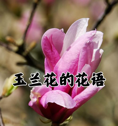 常见花朵的花语有哪些？如何通过花朵表达情感？