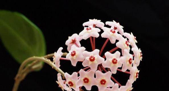 盆栽红山珠的花语是什么？它有什么特别寓意？