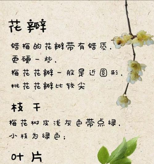 梅花有哪些种类？它们各自的花语是什么？
