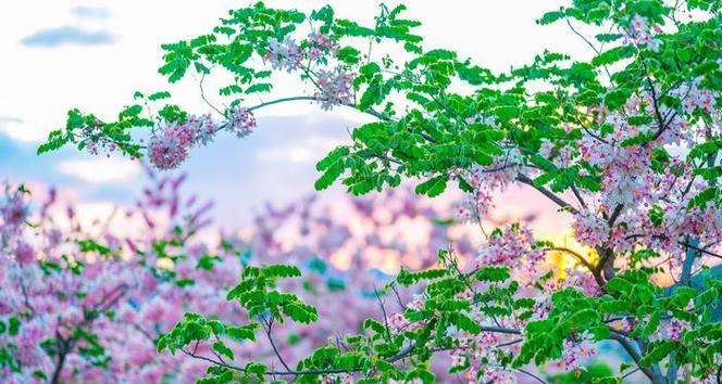 黄豆花的花语是什么？黄豆花有何寓意？