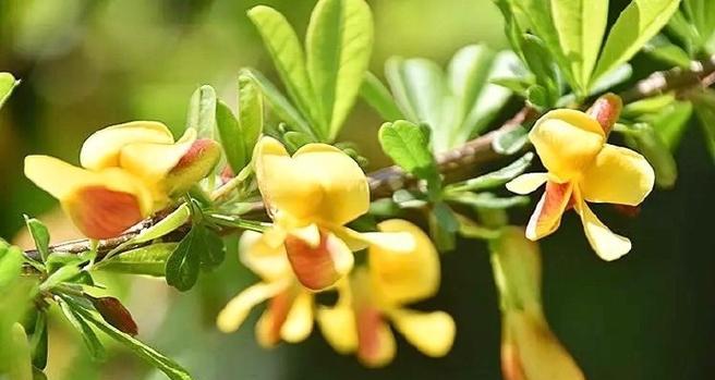 黄豆花的花语是什么？黄豆花有何寓意？