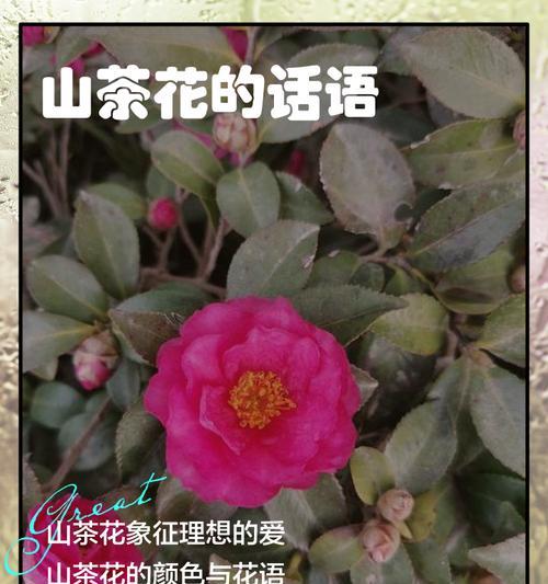 常见花卉的花语有哪些？如何选择花卉表达情感？