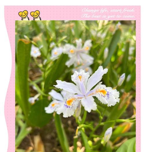 鸢尾花的花语是什么？它在文学中有什么象征意义？