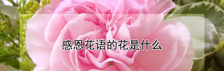 母爱的花语代表什么？有哪些寓意？
