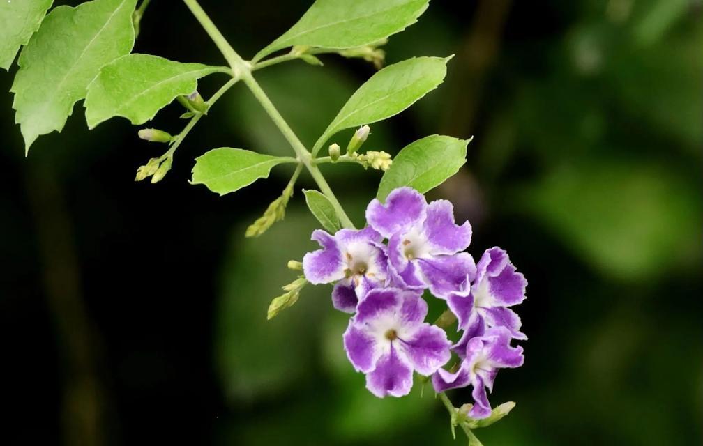 连翘花的花语和寓意是什么？