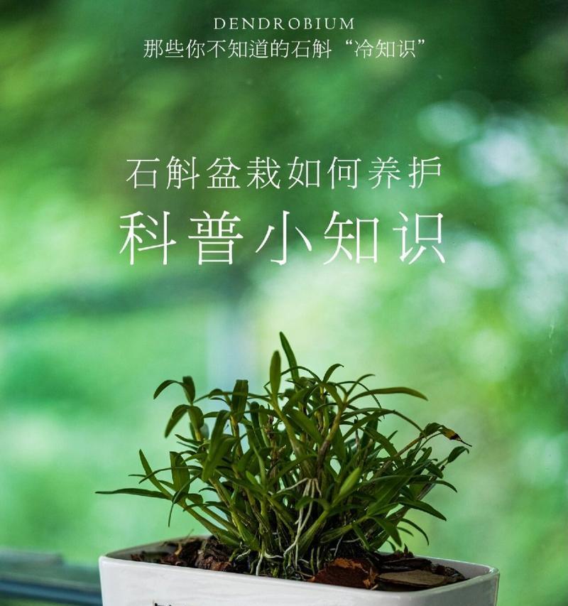 绿色石斛的花语寓意是什么？