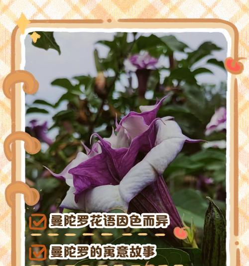 曼陀罗花黄的花语是什么？