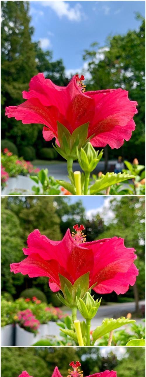 朱槿花和芙蓉葵的花语是什么？