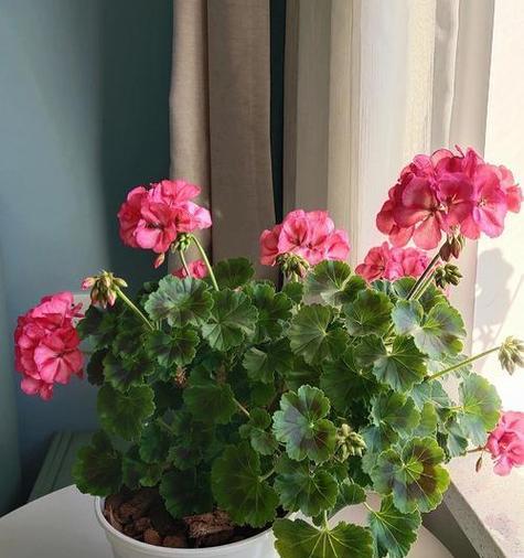 天竹葵花的花语有哪些含义？