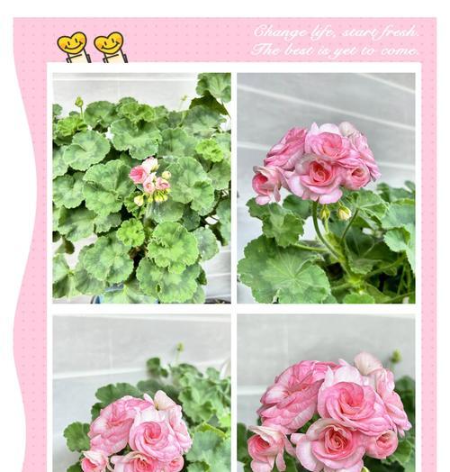 天竹葵花的花语有哪些含义？