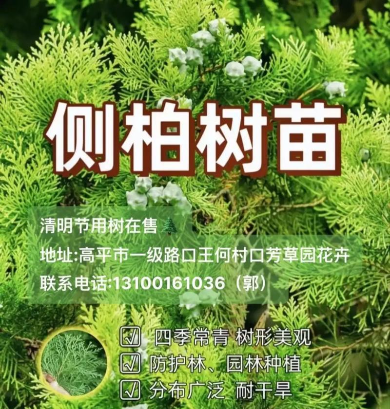 侧柏的花语代表了什么？