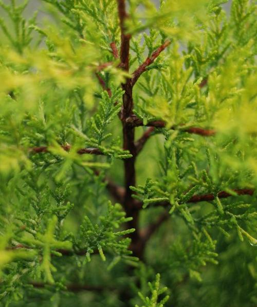 侧柏的花语代表了什么？