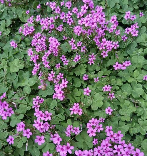 粉花酢浆草的花语寓意是什么？