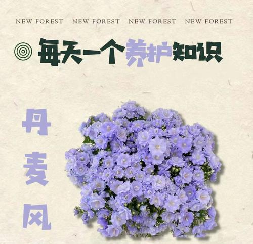 丹麦风铃的花语寓意是什么？
