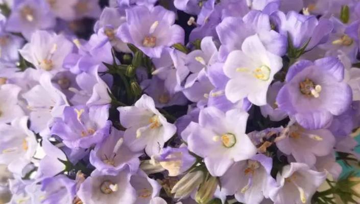 丹麦风铃的花语寓意是什么？