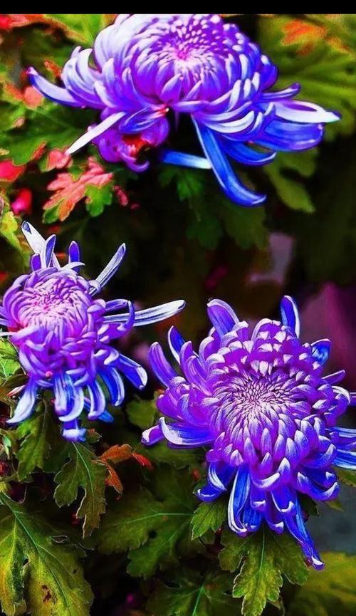 菊花代表坚强的花语是什么？