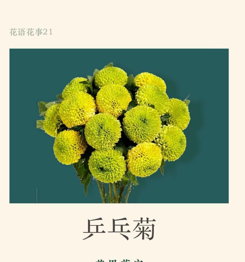 菊花代表坚强的花语是什么？