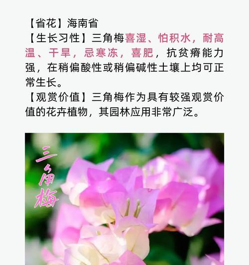 真爱的花语有哪些？