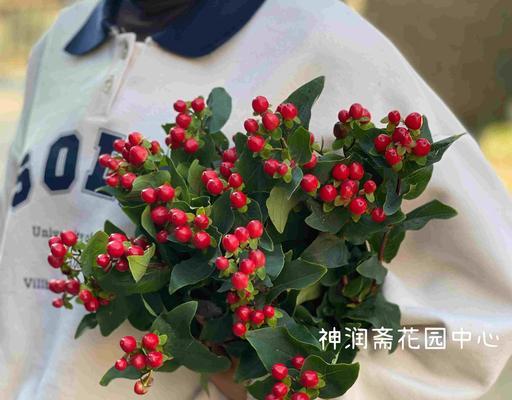 火龙珠花的花语背后有什么故事？