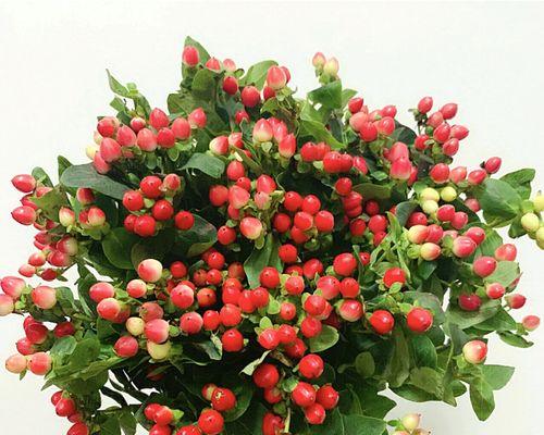 火龙珠花的花语背后有什么故事？