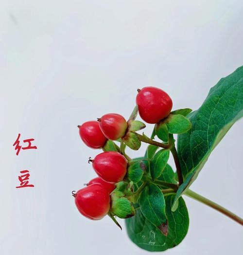 火龙珠花的花语背后有什么故事？