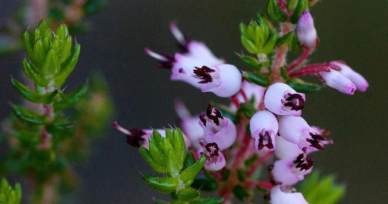 欧石楠的花语代表了什么？