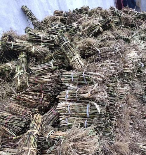 芦苇的花语和寓意是什么？