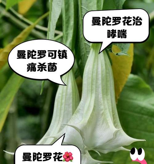 曼陀罗的花语意思是什么？