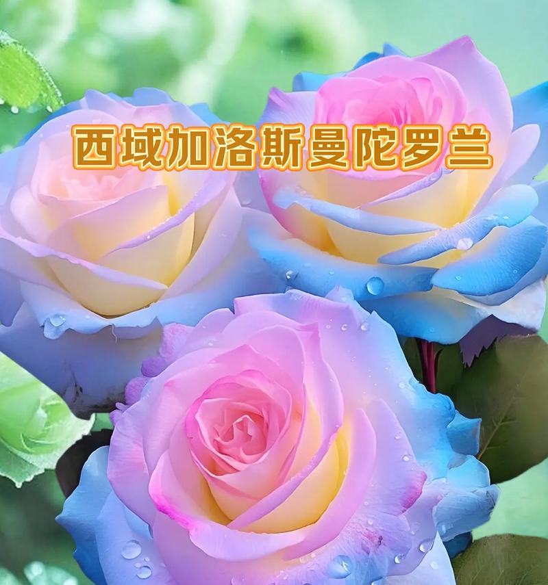 曼陀罗的花语意思是什么？