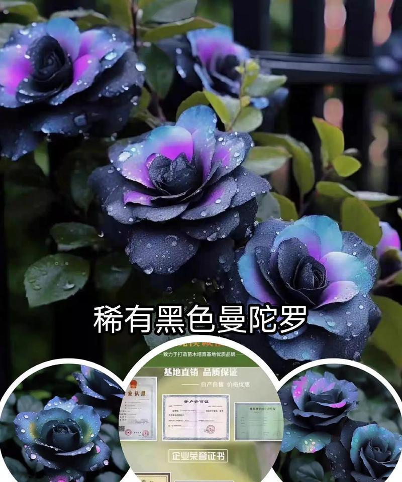 曼陀罗的花语意思是什么？